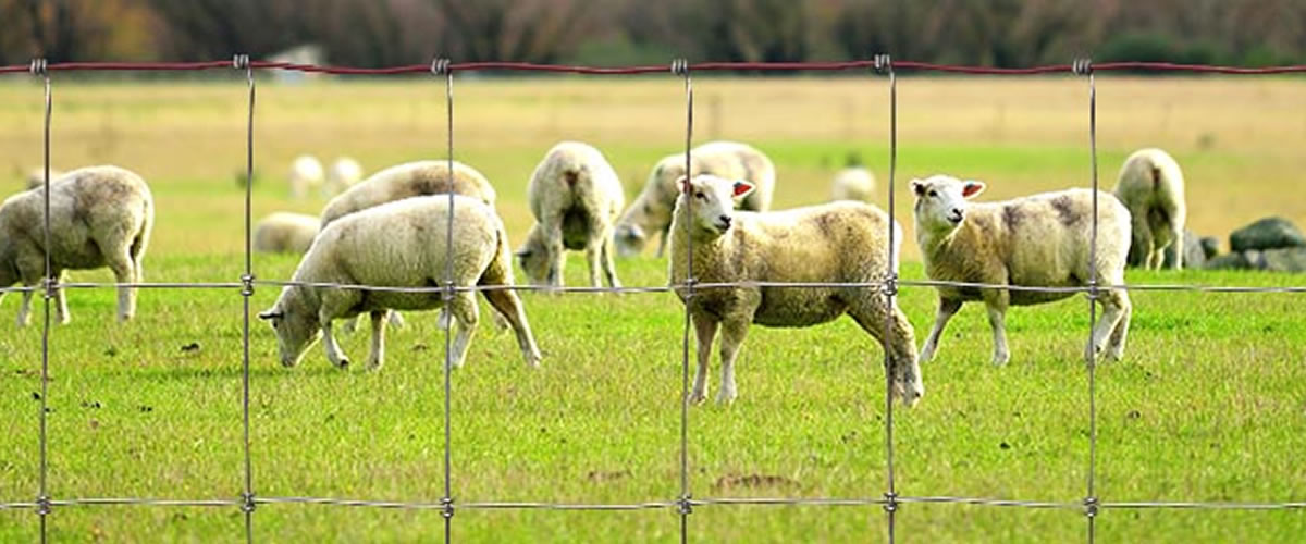 Red Brand Sheep and Goat Fence / Fencing from Moncaster Wire